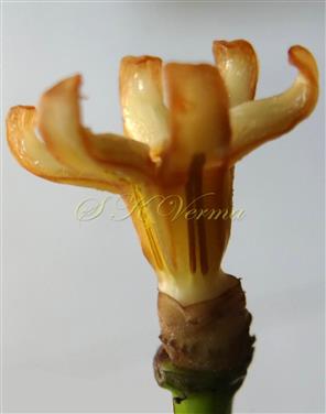 Gynostegium (Anthers enclosing pistil)